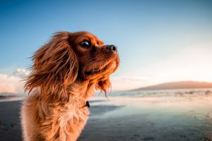 Dog-friendly beaches-Menorca
